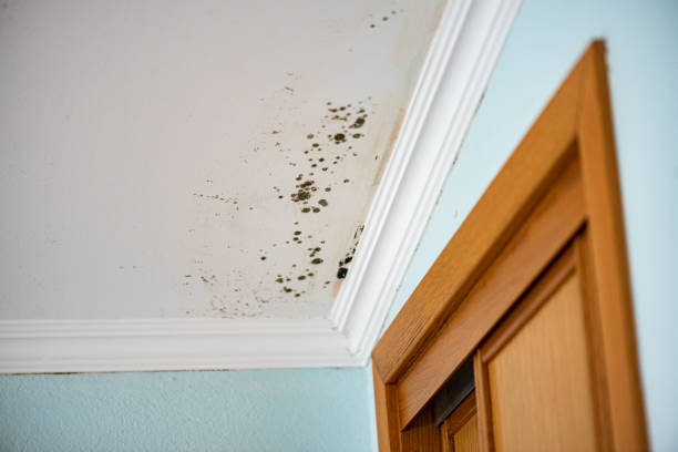 Best Health and Safety Mold Remediation in Russiaville, IN