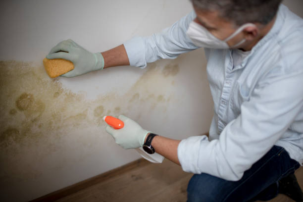 Best Residential Mold Remediation in Russiaville, IN